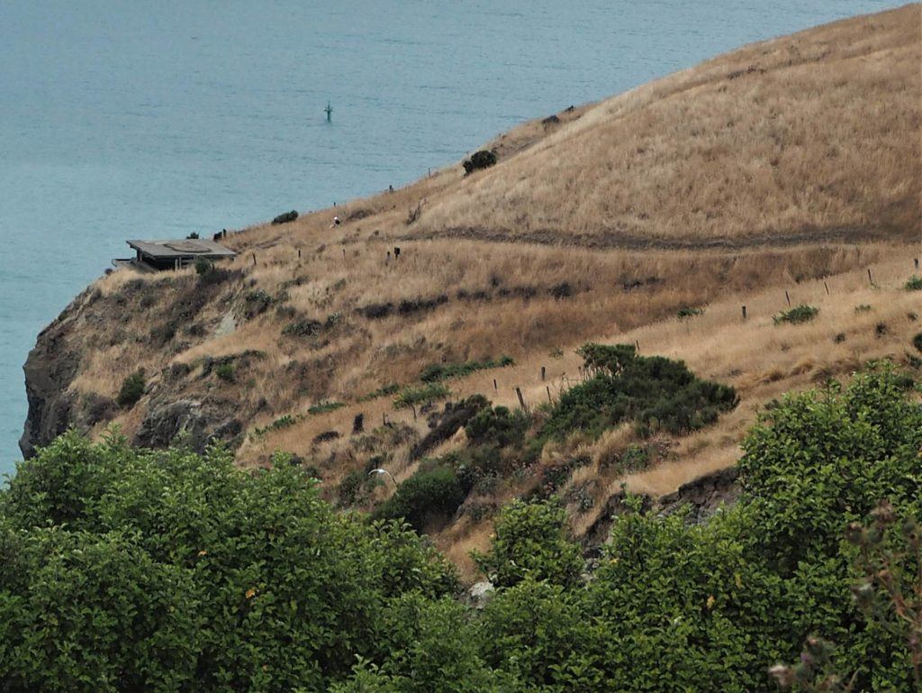 Godley Head Walk around into Lyttelton Harbour