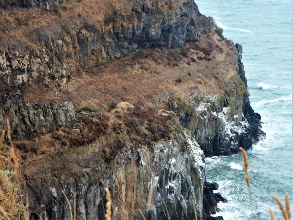 Godley Head Walk Shoreline and cliffs.