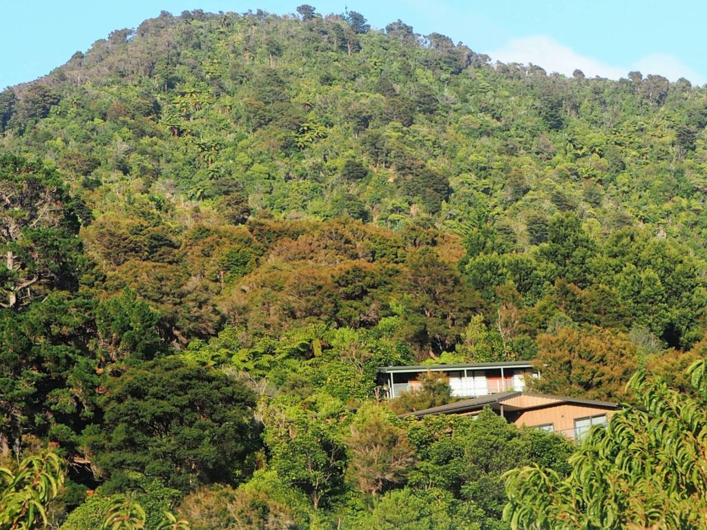 Native bush on hill behind Ngakuta bay.