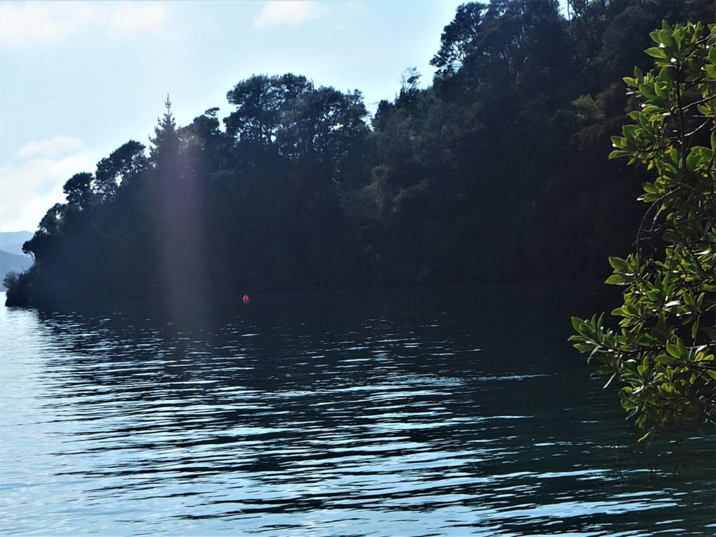 Tree covered shoreline at Governors Bay