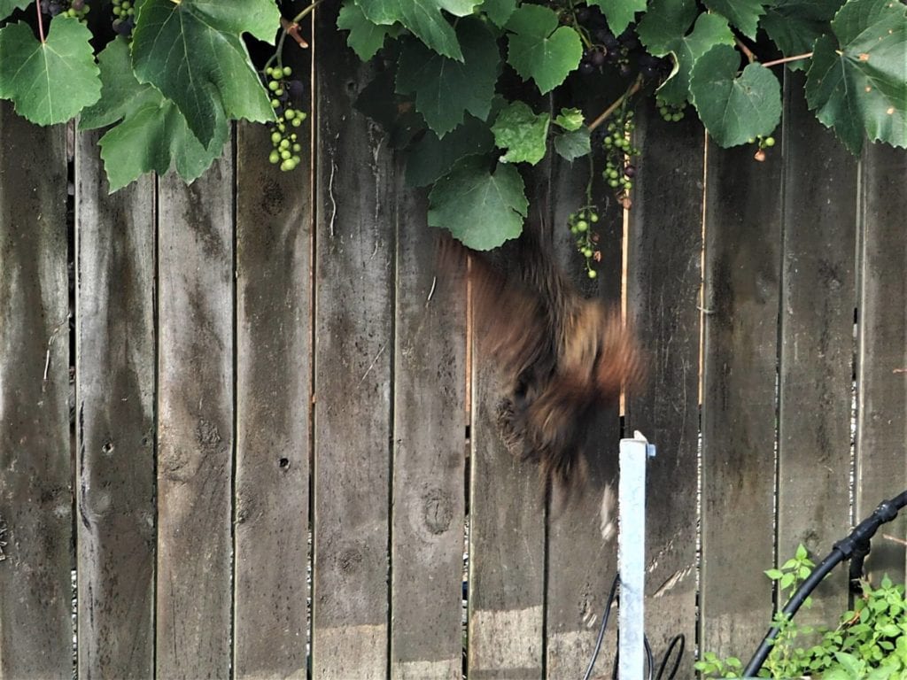 There she goes up into the vine.