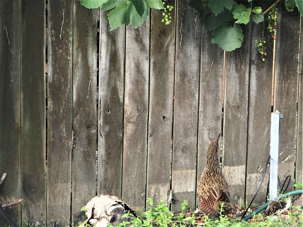 This one is eyeing up the ripe grapes to eat.