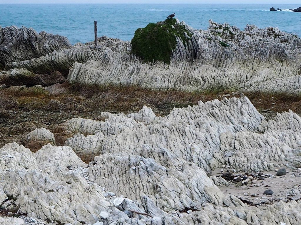 Coastline raised up after earthquake, changed the shoreline in Kaikoura.