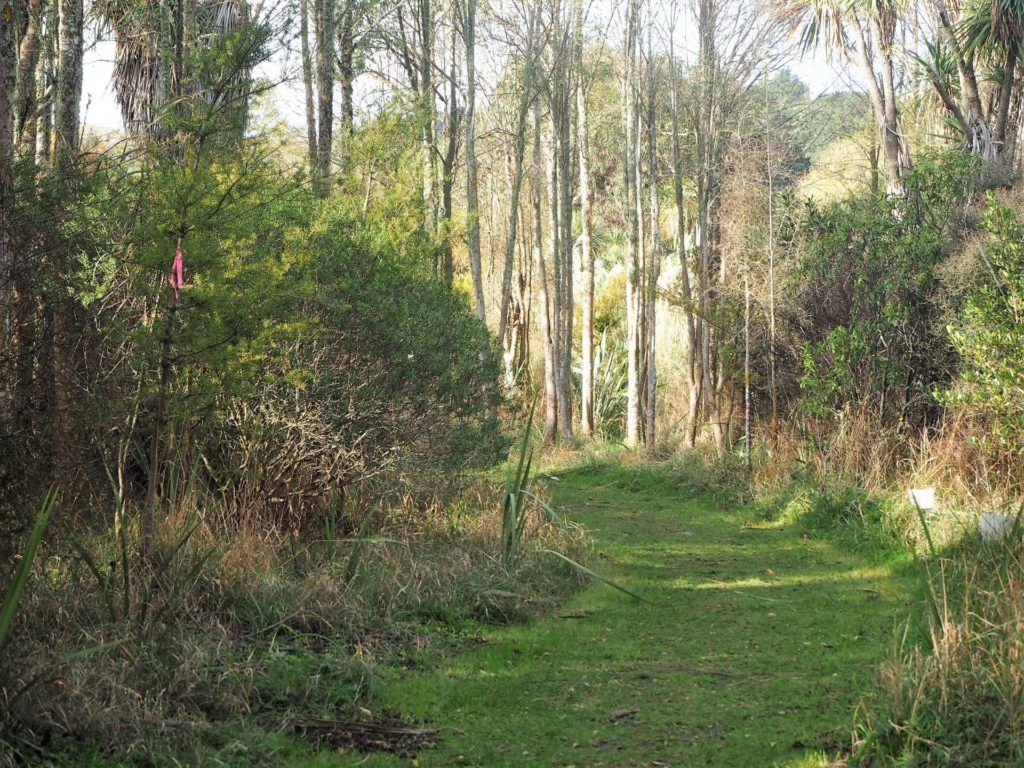 Canterbury Wetland Track through trees and bush