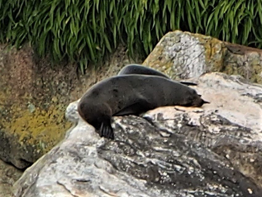 "Abel Tasman, Fur Seals"