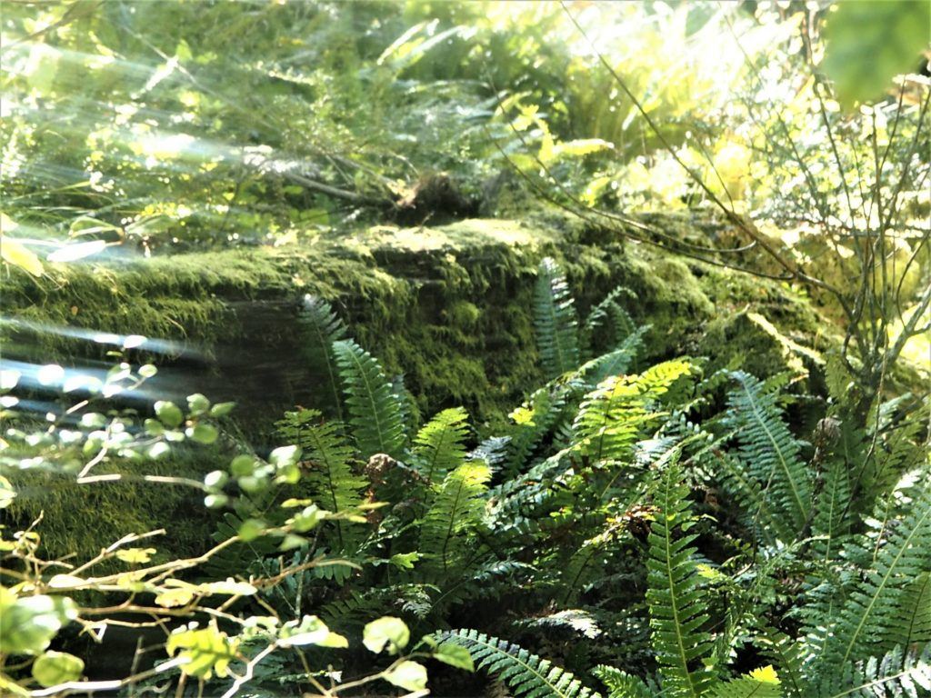 King ferns cover the forest floor in Glentui Loop Track