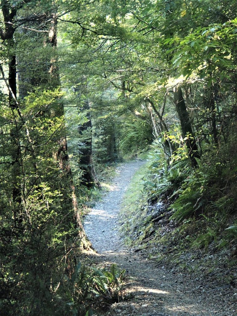 Different stretch of beautiful trees lined track on Glentui Loop Track