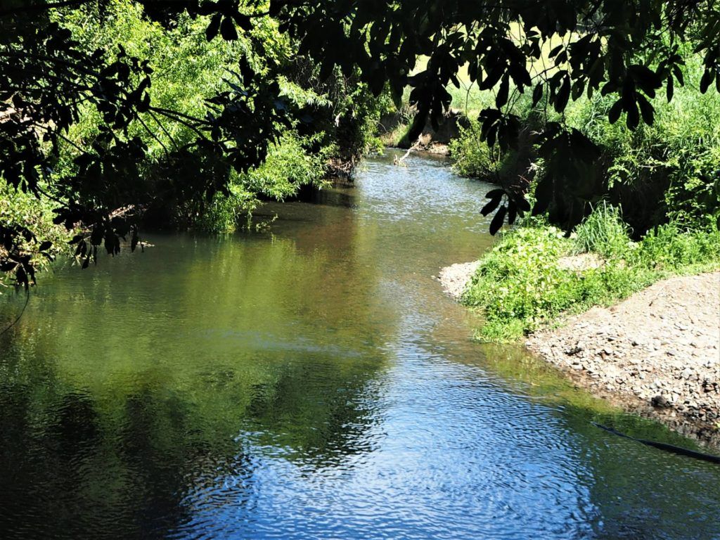 Stream running alongside the bush walk, Kaituna Valley Scenic Reserve.