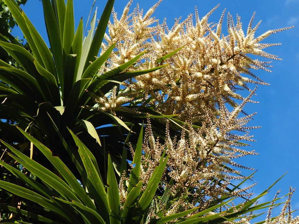 Flowering Cabbage Trees