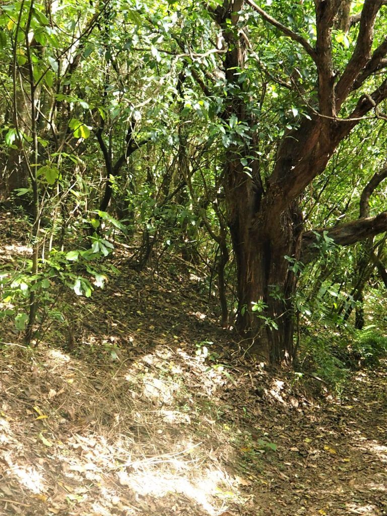 Path shrouded in native trees gives you shade on the Kennedy's Bush Walk