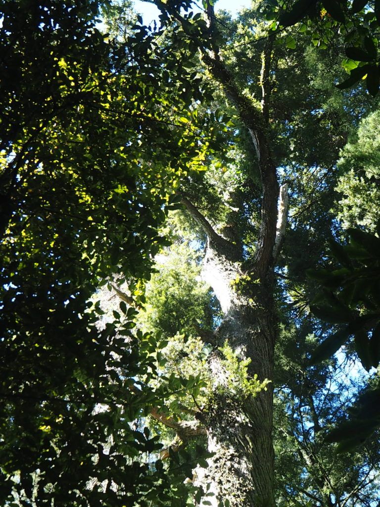Big Tree - Peel Forest