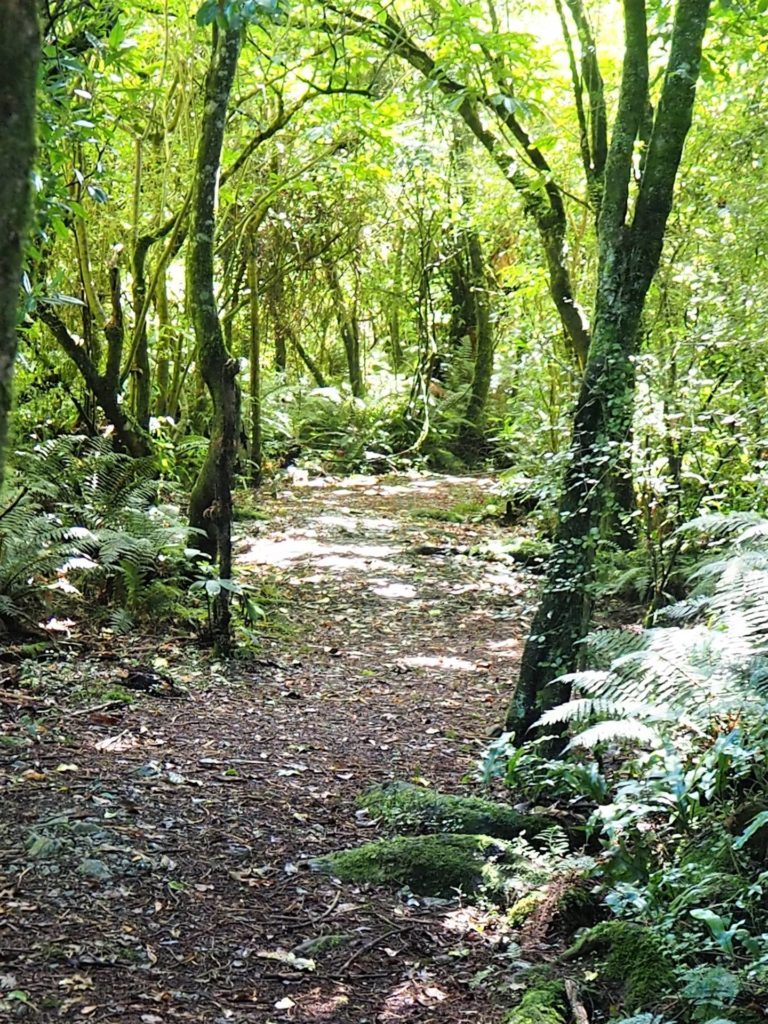 Peel Forest