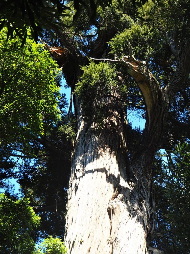 Big Tree - Peel Forest