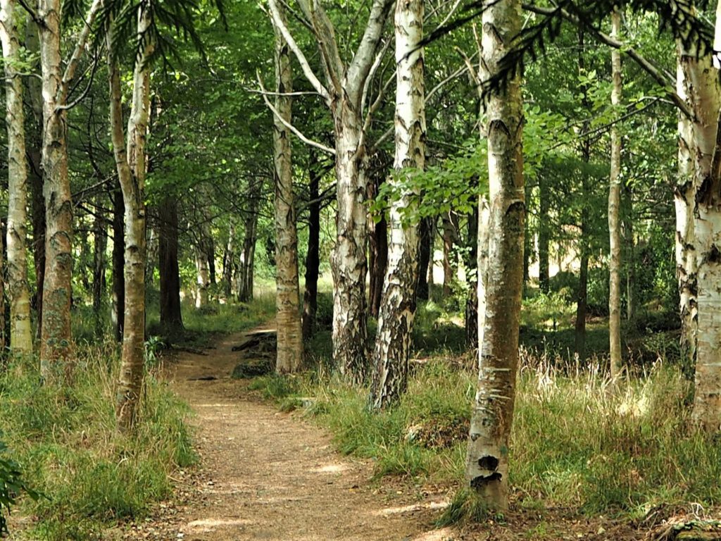 Waterfall Gully Walk