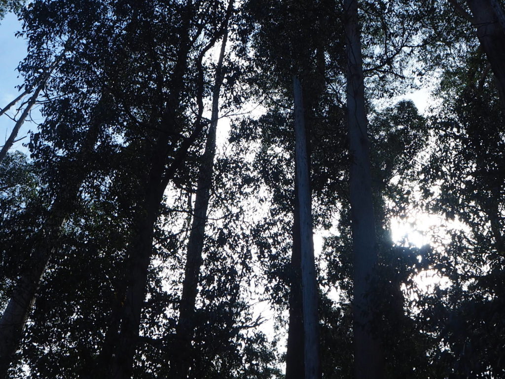 Tree vista reach up towards the sky, Waterfall Gully Walk