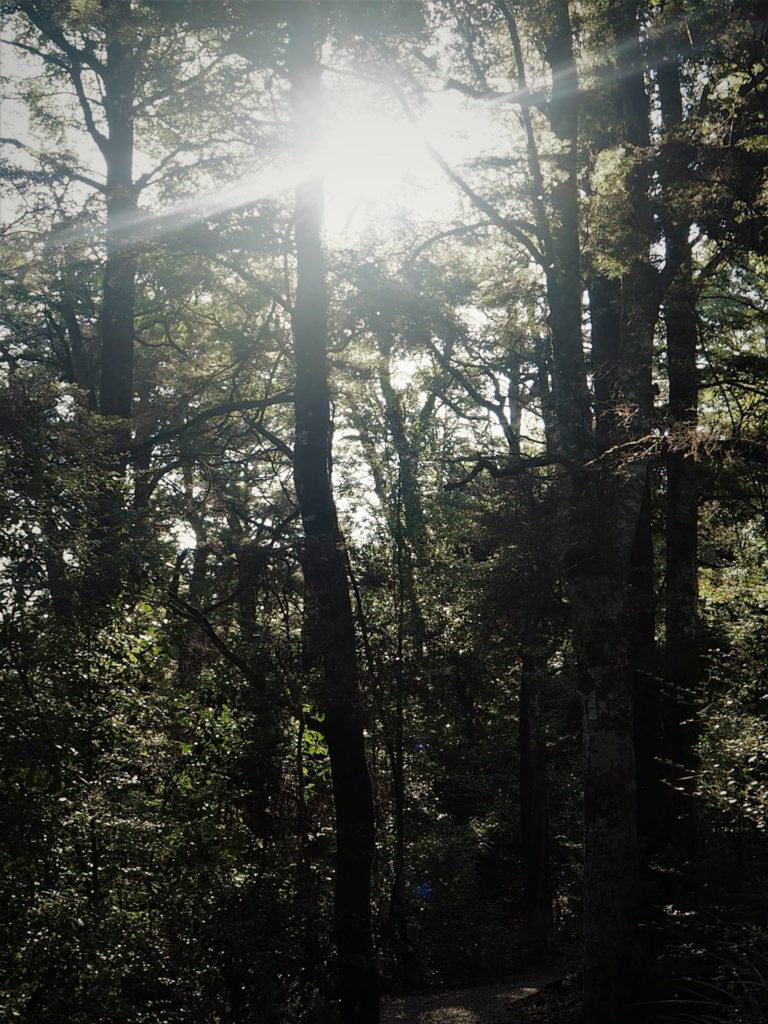 Brunner Peninsula Walk