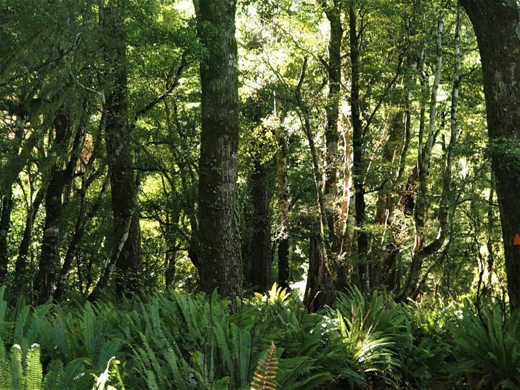 Lake Rotoroa Nature Walk