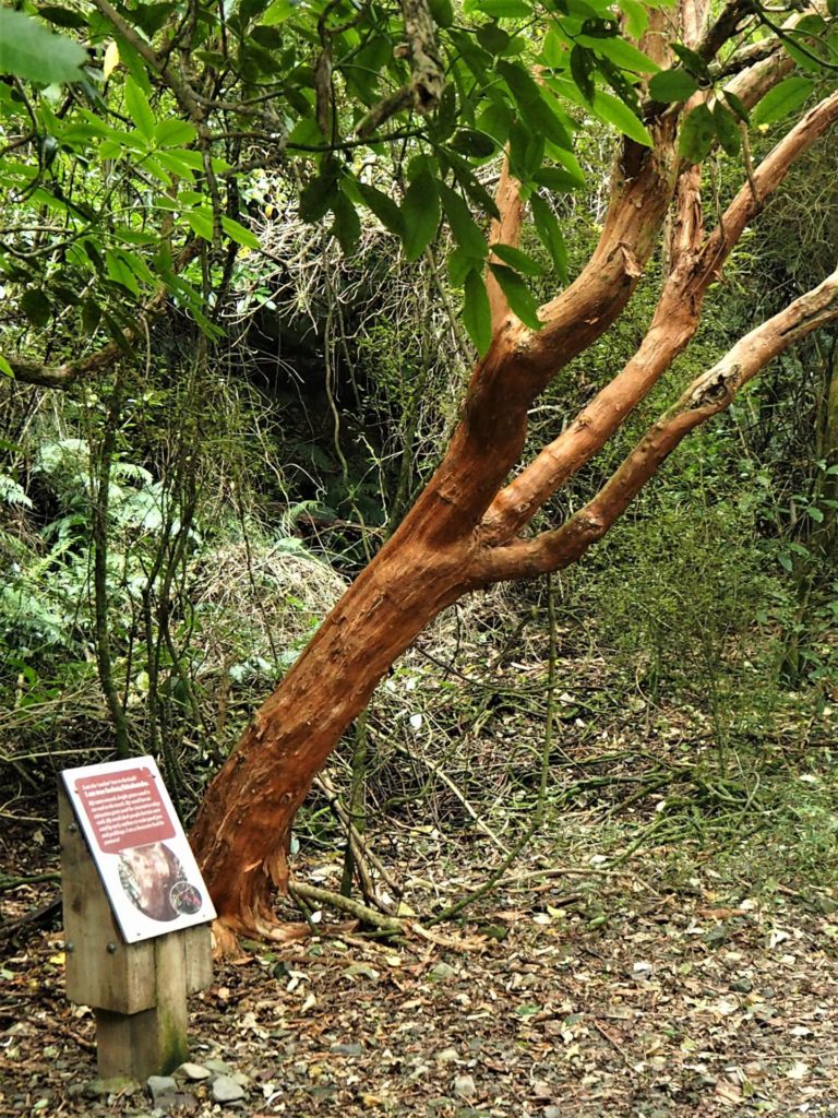 Kelceys Bush Walk