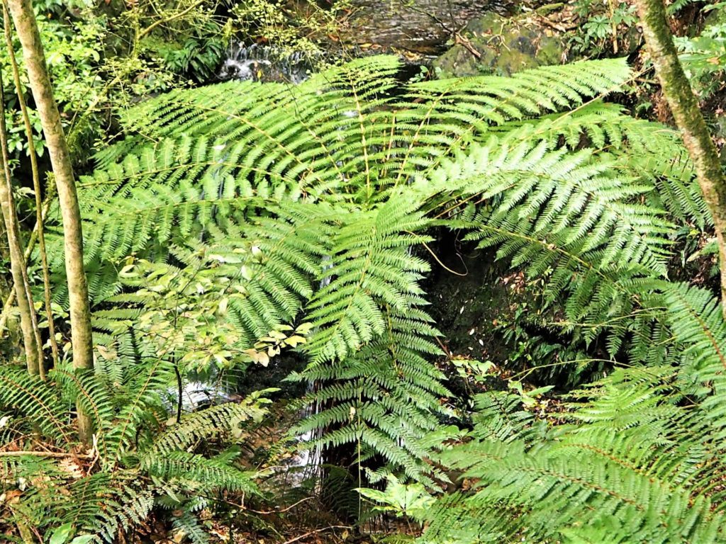 Kelceys Bush Walk