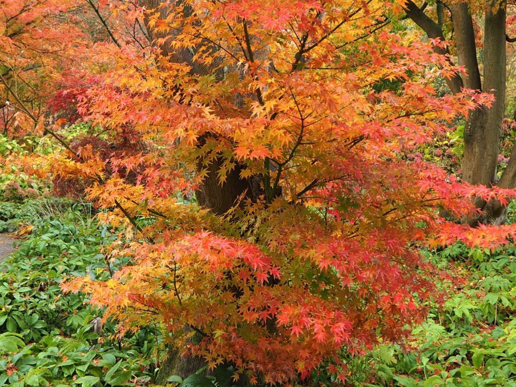Autumn Colours within the maple trees, Botanic Gardens