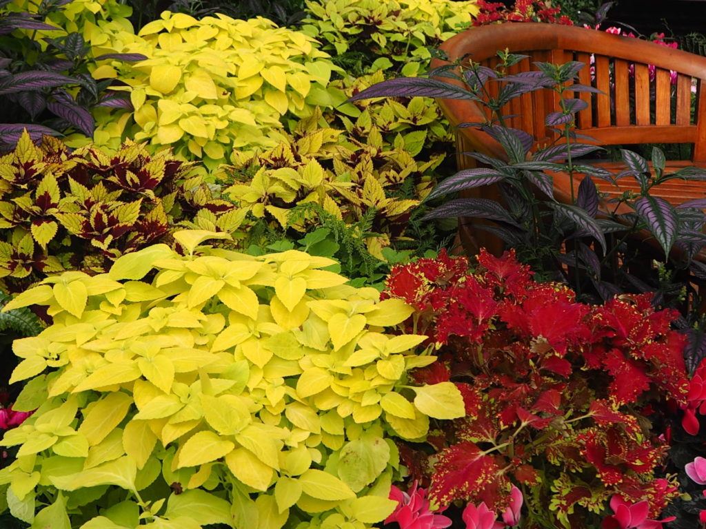 Lots of colourful plants inside the glass house, Botanic Gardens.