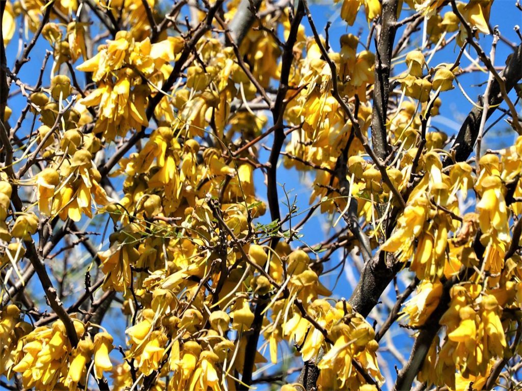 Kowhai Flowers during spring.