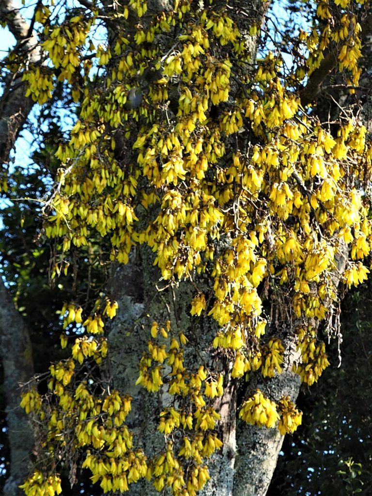 Kowhai Flowers hang off the Tree along the walk.