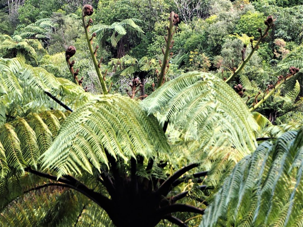 Wainui Falls Walk