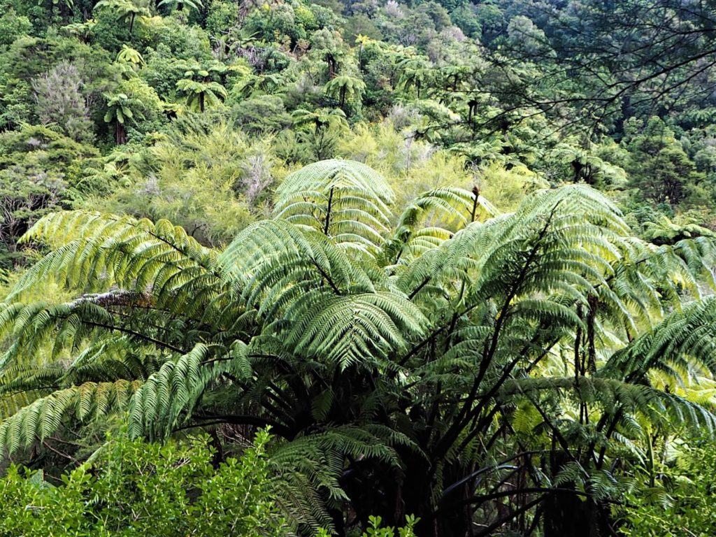 Wainui Falls Walk