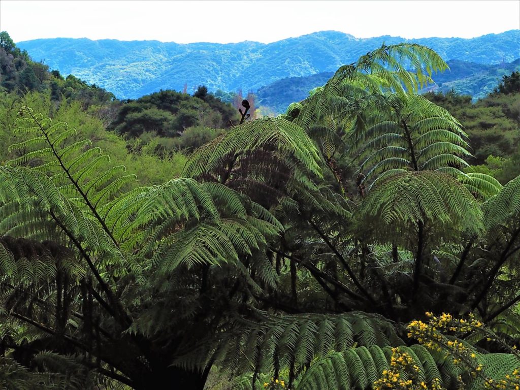 Wainui Falls Walk