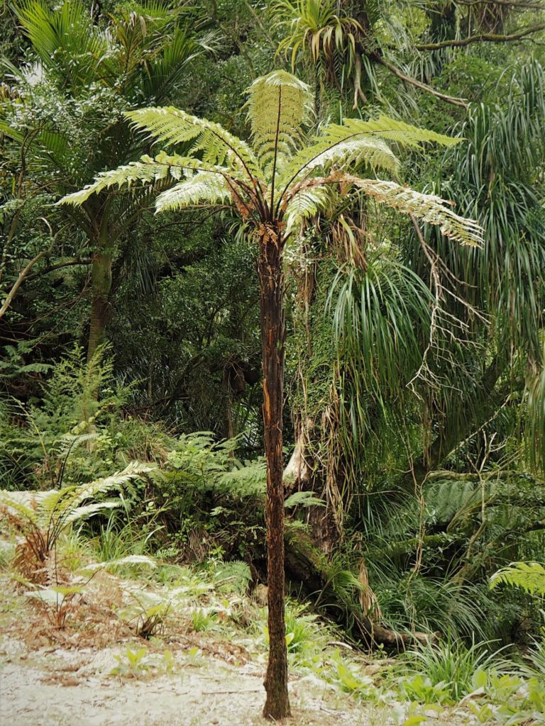 Wainui Falls Walk