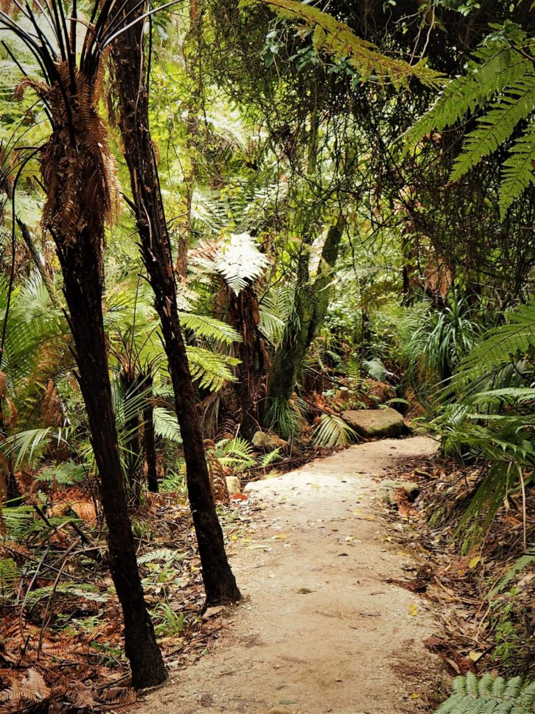 Wainui Falls Walk