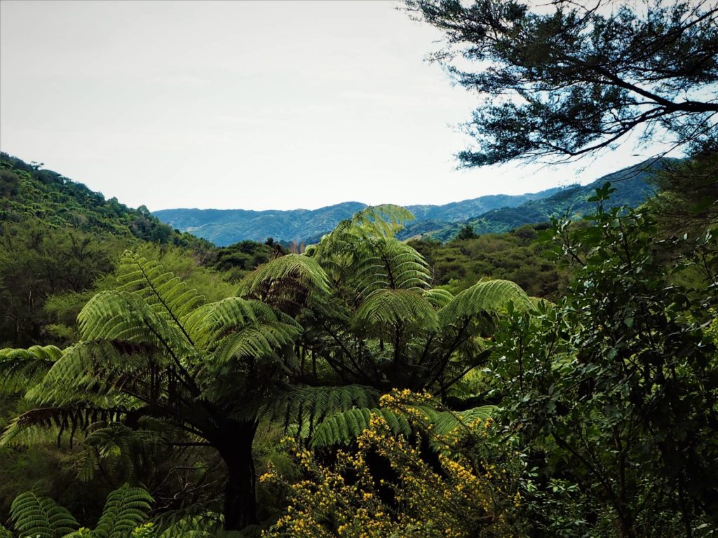 Wainui Falls Walk
