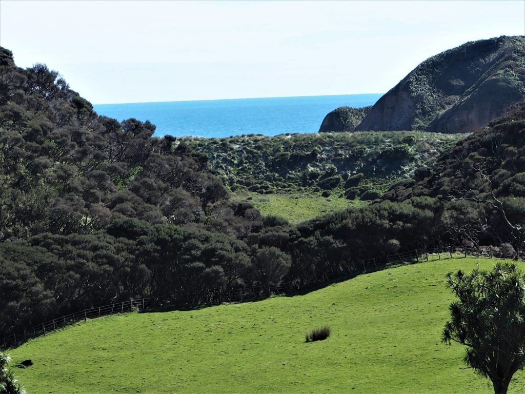 Looking down from the walkway towards Whakariki Beach.