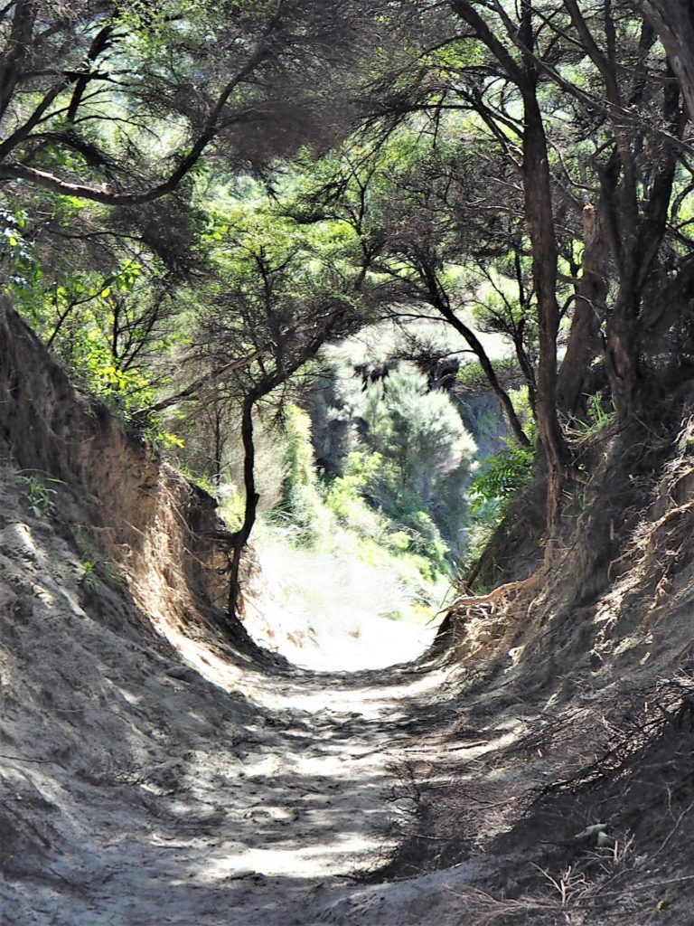 Arched tree tunnel on walkway to Whakariki Beach.