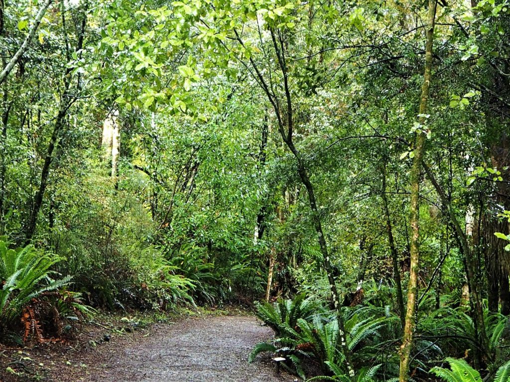 Purakanui Falls Walk