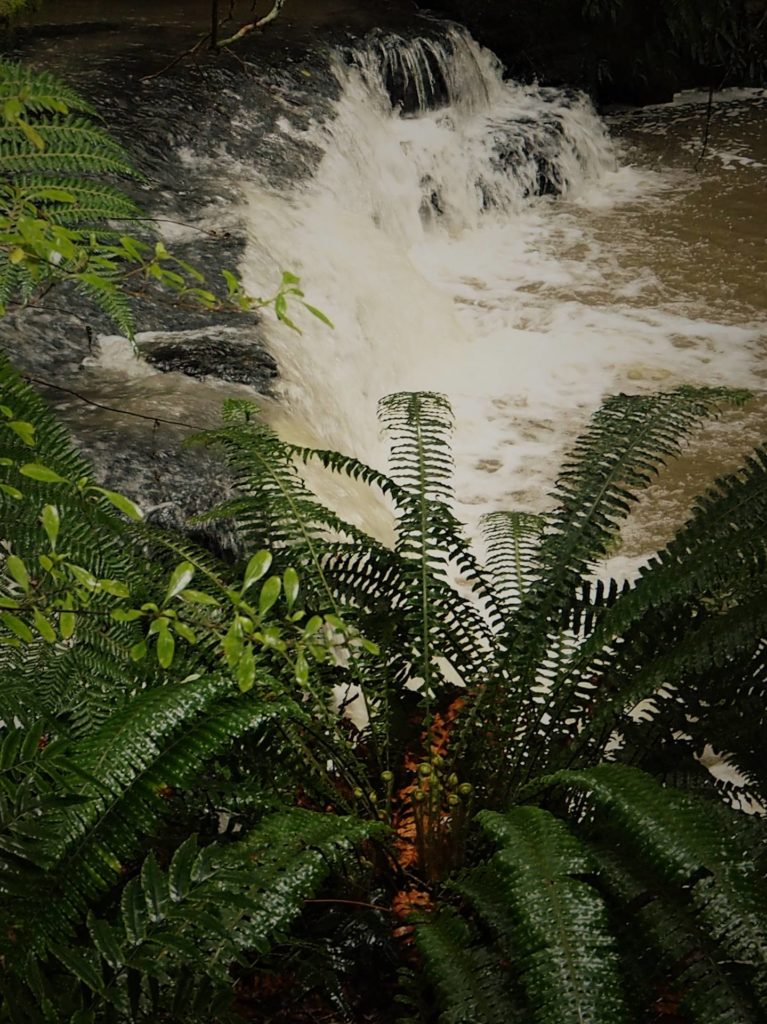 Purakanui Falls Walk