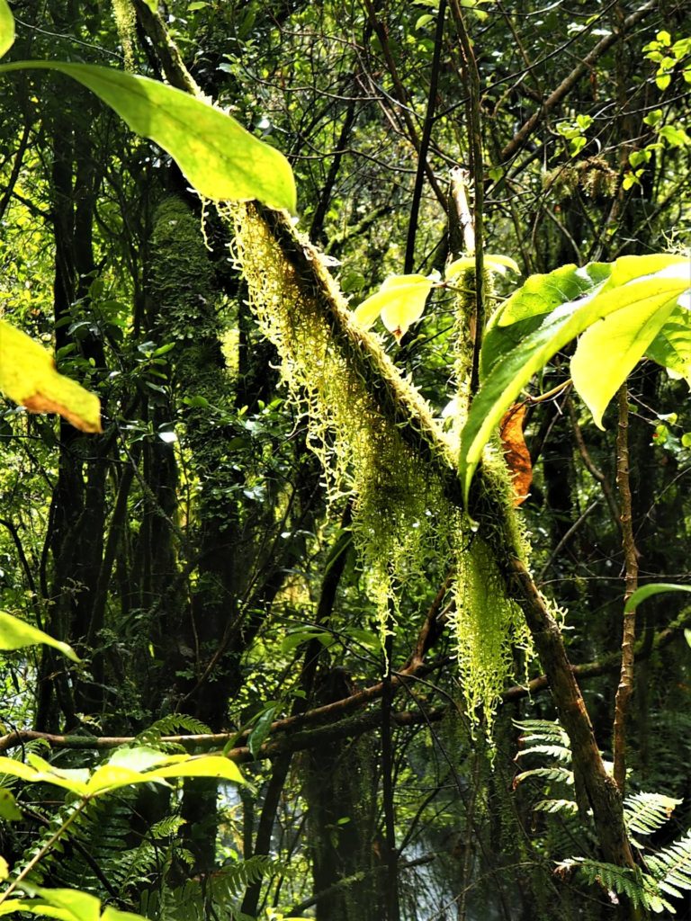 Purakanui Falls Walk
