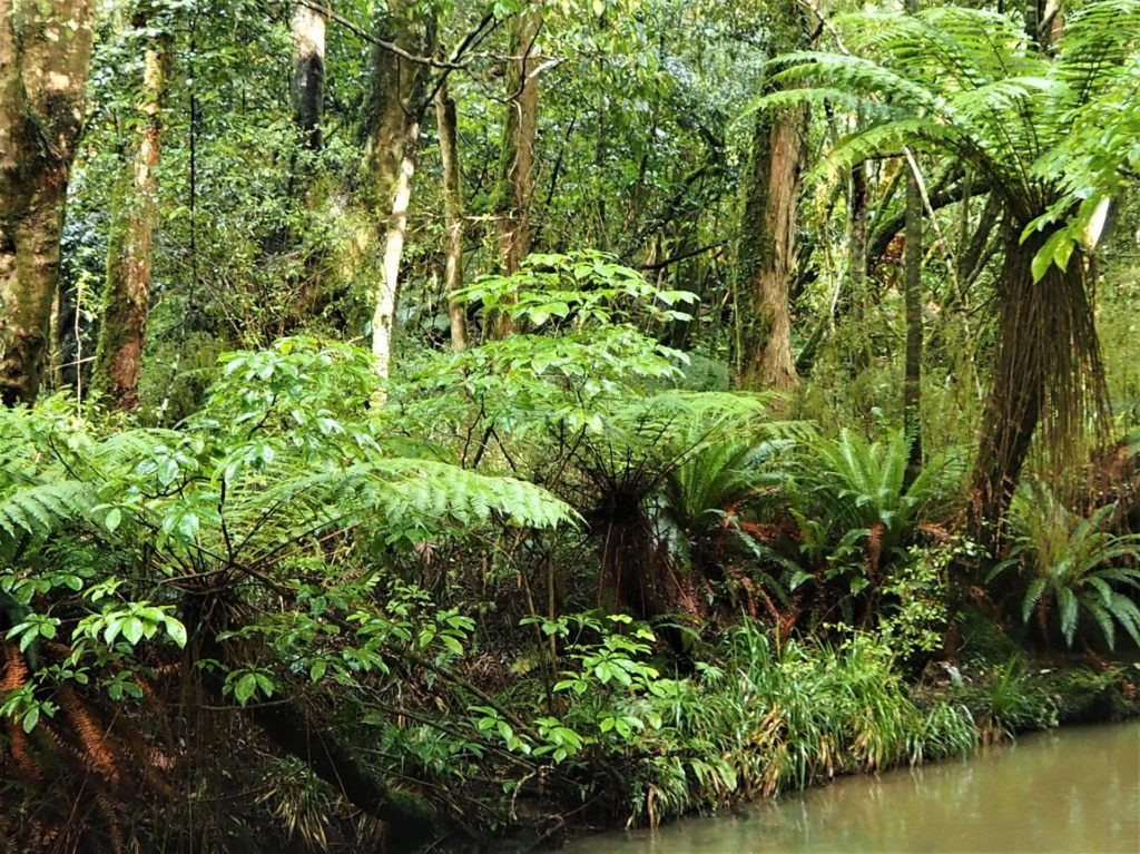 Purakanui Falls Walk