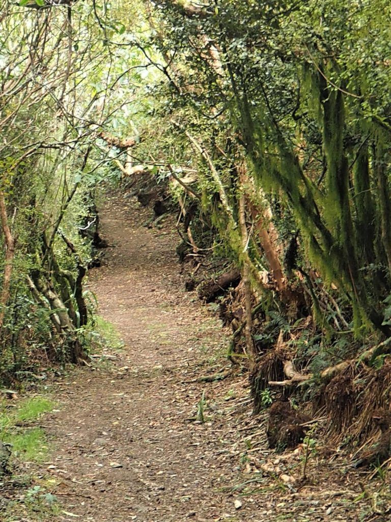 Wide path makes it easy to enjoy the walk at Otepatotu Scenic Reserve.