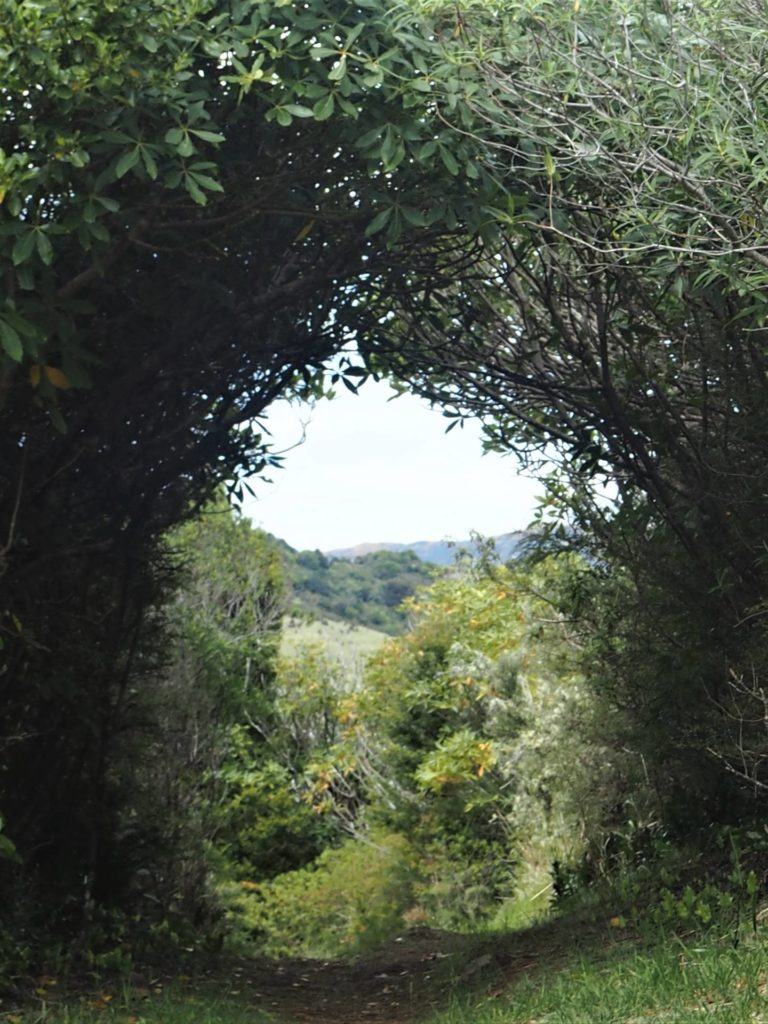 Archway of trees create a tunnel view out to the bush path ahead at Otepatotu.
