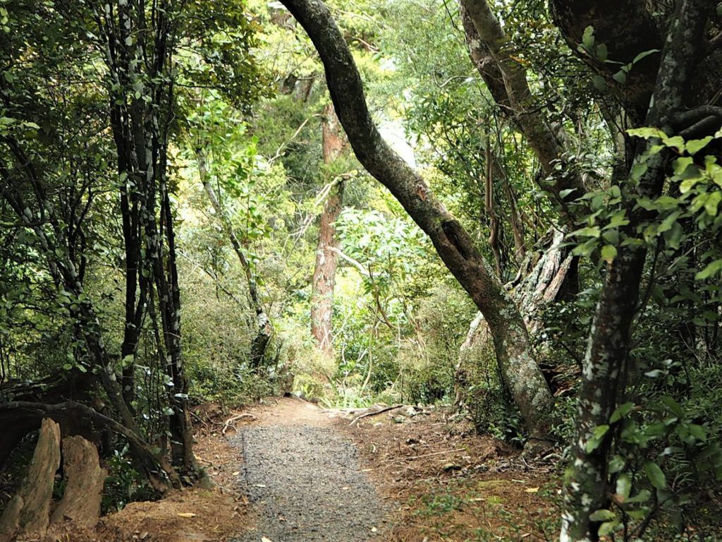 Walk leads through tall native trees and bush on Otepatotu Scenic Reserve.
