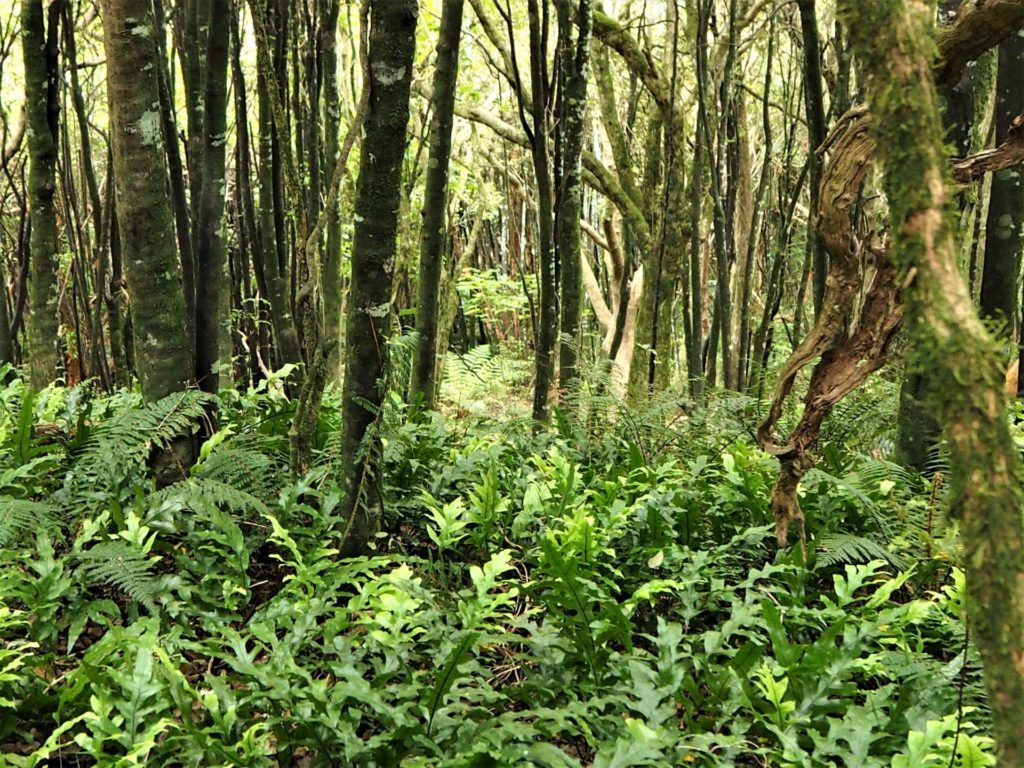 Dense bush and straight trees of various types stretch to the sky for light, Omahu Bush Walk