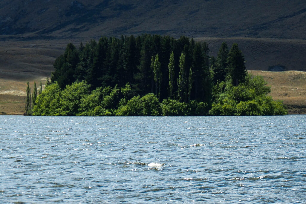 "Tree Island on Lake Clearwater"