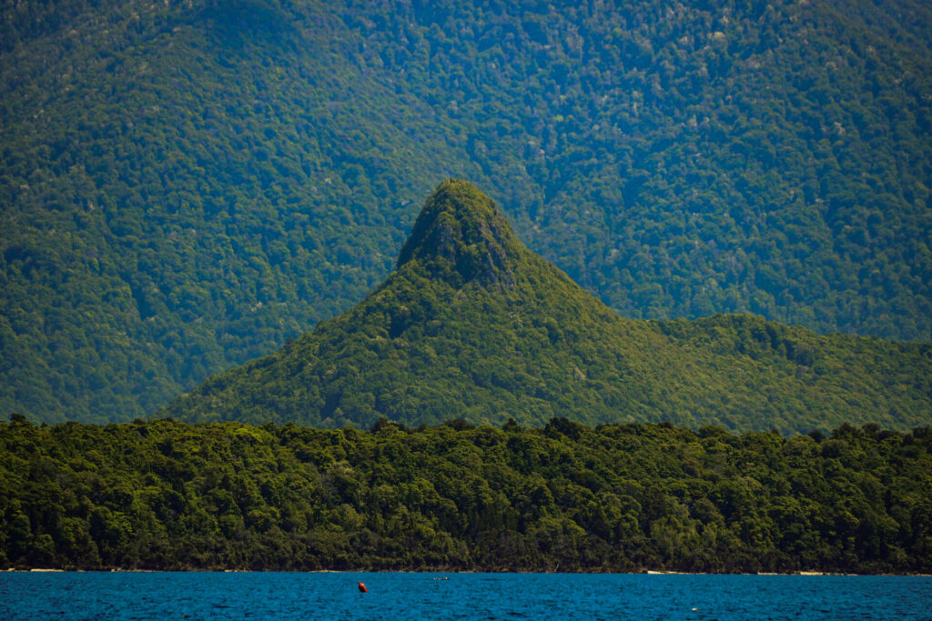 Native bush/Lake Manapouri