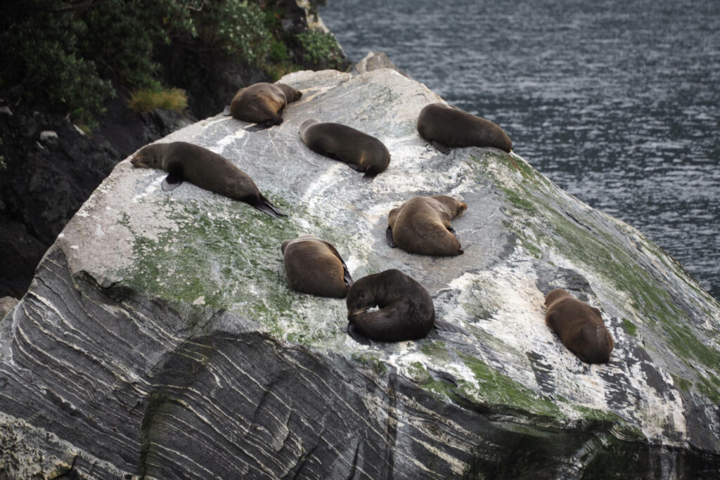 New Zealand Fur Seal Colony/MILFORD SOUND