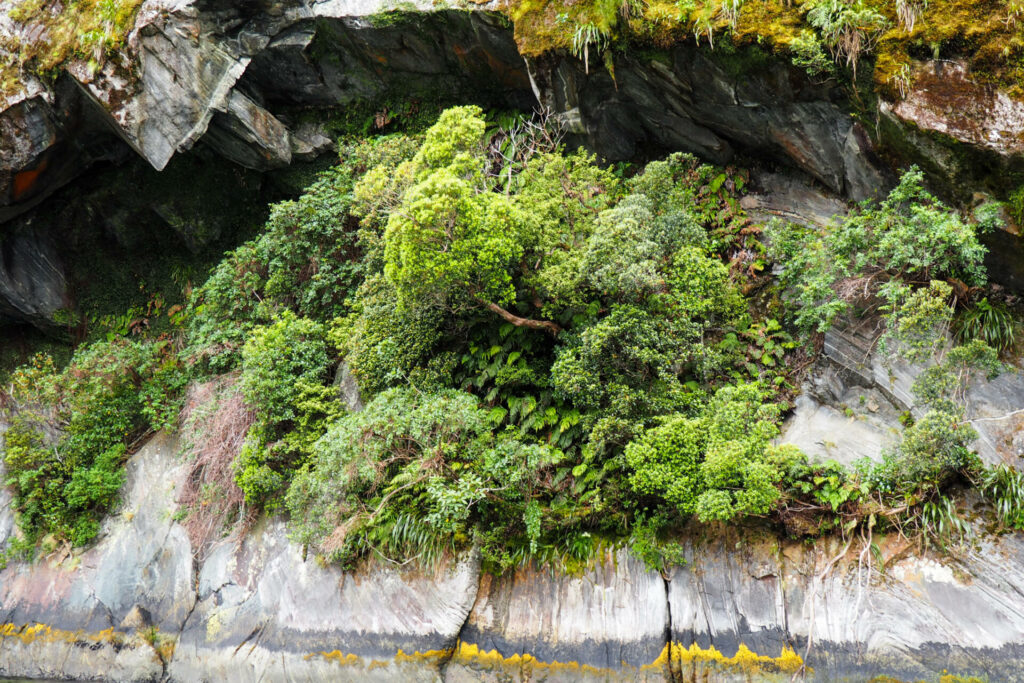 Cave plants/Milford Sound/Fiordland National Park