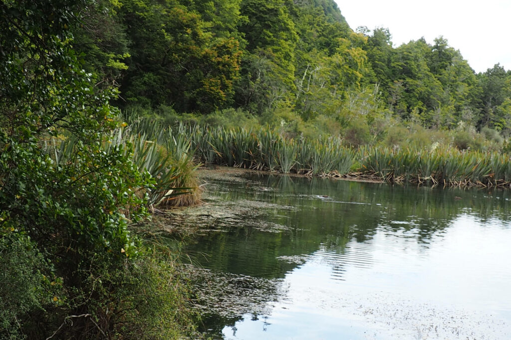 Native bush and trees at Mirror Lakes