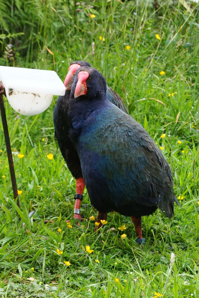 Feeding time for Takahe/Te Anau Bird Sanctuary