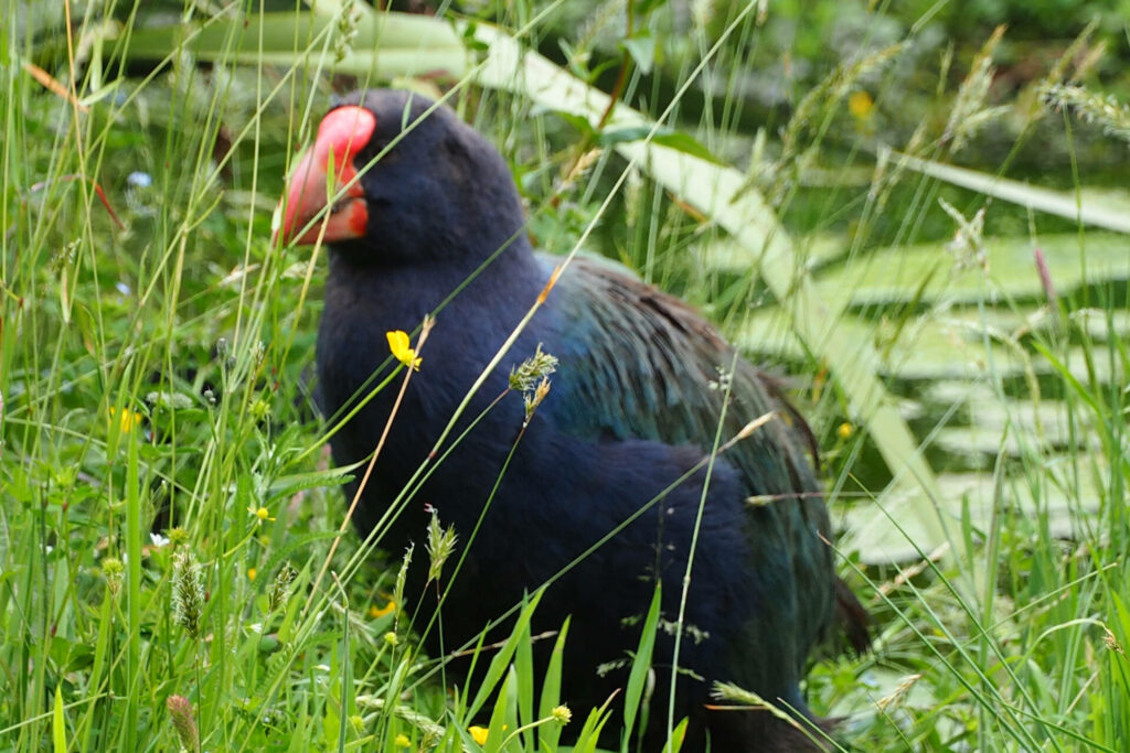 Native Takahe/Te Anau Bird Sanctuary